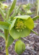 Ciemiernik Helleborus odorus