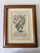 Antyczny Miedzioryt 1563 Oryginalny Botaniczny XVI Wiek Certyfikat Wenecja