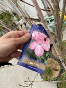 Dereń kousa różne odmiany