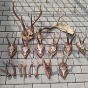 porosty koziolka . poroze jelen,łos