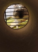 Klatka-duża FARGO, szczur, koszatniczka, wiewiórka