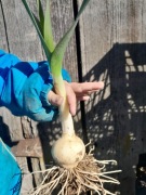 Czosnek słoniowy 1 sadzonka sloniowy gigant 