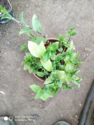 Trzykrotka zielona nr 2