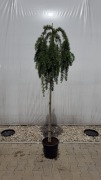 Larix kaempf. "Pendula" Pa 180cm