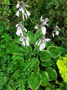 Funkia hosta duża sadzonka