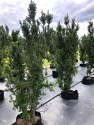 Cis pospolity 'FASTIGIATA' wysokość 200-240cm