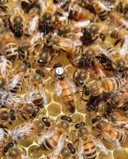 Matki pszczele jednodniówki dostępne od ręki