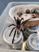MONOCENTROPUS BALFOURI SAMIEC DOROSŁY 