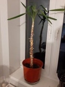 Jukka yucca 100 cm Juka