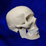 czaszka anatomiczna anatomia pomoc osteologiczna 