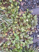 Sprzedam Dąbrówka bylina