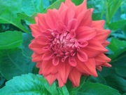 1 Kg Dalie czerwone Georginy Bulwy Karpy Dalii Kup