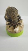 Figurka i pieczątka w jednym pająk tarantula spider ptasznik