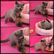 Kot brytyjski niebieski, rodowód FPL 