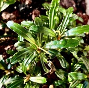 Bucephalandra Sp. Biblis, emers 4-6 cm