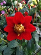 Dalia Honka niska Top Mix Red