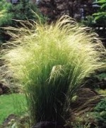 Stipa ,ostnica cieniutka sadzonka