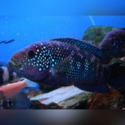 Ryby akwariowe pielęgnica pielęgnice