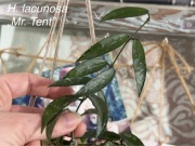 Hoya lacunosa „Mr. Tent”