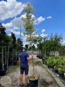 Klon Jesionolistny / 'Flamingo' / Obw.8-14cm