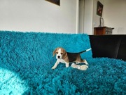BEAGLE-tricolor , szczeniaki po champ. ZKwP