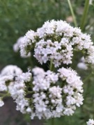 Kozłek lekarski - miododajne zioło (5szt)