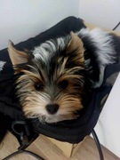  Szczenięta York BIEWIER 