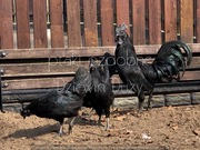 Ayam Cemani i inne 30 ras jaja lęgowe i ptaki