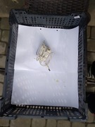 Zasilacz AC Adaptor 9 V 350mA 