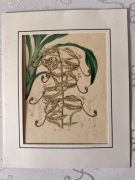 Antyczna rycina botaniczna staloryt XIX w Cycnoches maculata Benjamin Maund