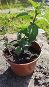 Mięta pieprzowa w doniczce 8- 10 cm