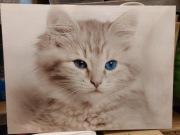 Obraz fotografia kot 60x80cm