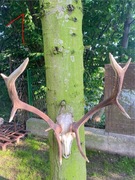 Poroże z czaszką jelenia