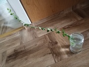 Bluszcz White Wonder (HEDERA) 1 sztuka z korzeniem Polecam!!! 