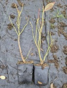 Borówka Amerykańska Patriot Wysyłka w paczce 48szt