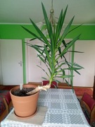 Yucca roślina doniczkowa