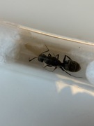 Camponotus parius 