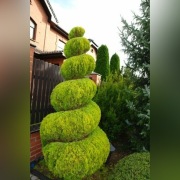 Przycinanie drzewewk i krzewow owocowych 