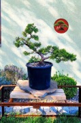 Jałowiec Chiński formowany na wzór bonsai. 55 cm