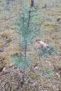 Sosna zwyczajna sadzonka 40cm lub wyzsza