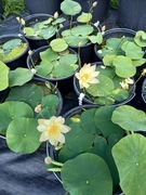 Lotos (Nelumbo) - rośliny z pąkami w wiaderkach