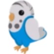 Parakeet Adopt Me AM