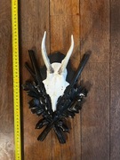 poroże z czaszką na desce