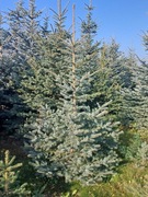 Choinki -  Świerk, jodła