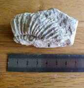 Amonit oryginalna skamieniałość