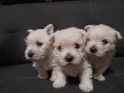 West highland terier