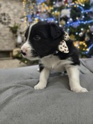 Border Collie szczenięta 