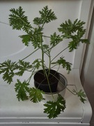 GERANIUM ANGINKA ROŚLINA LECZNICZA don.13cm