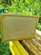 Miód wielokwiatowy, nektarowo-spadziowy, kremowany