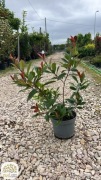 Photinia fraseri Red Robin, Głogownik Frasera, 40-60cm, zimozielony